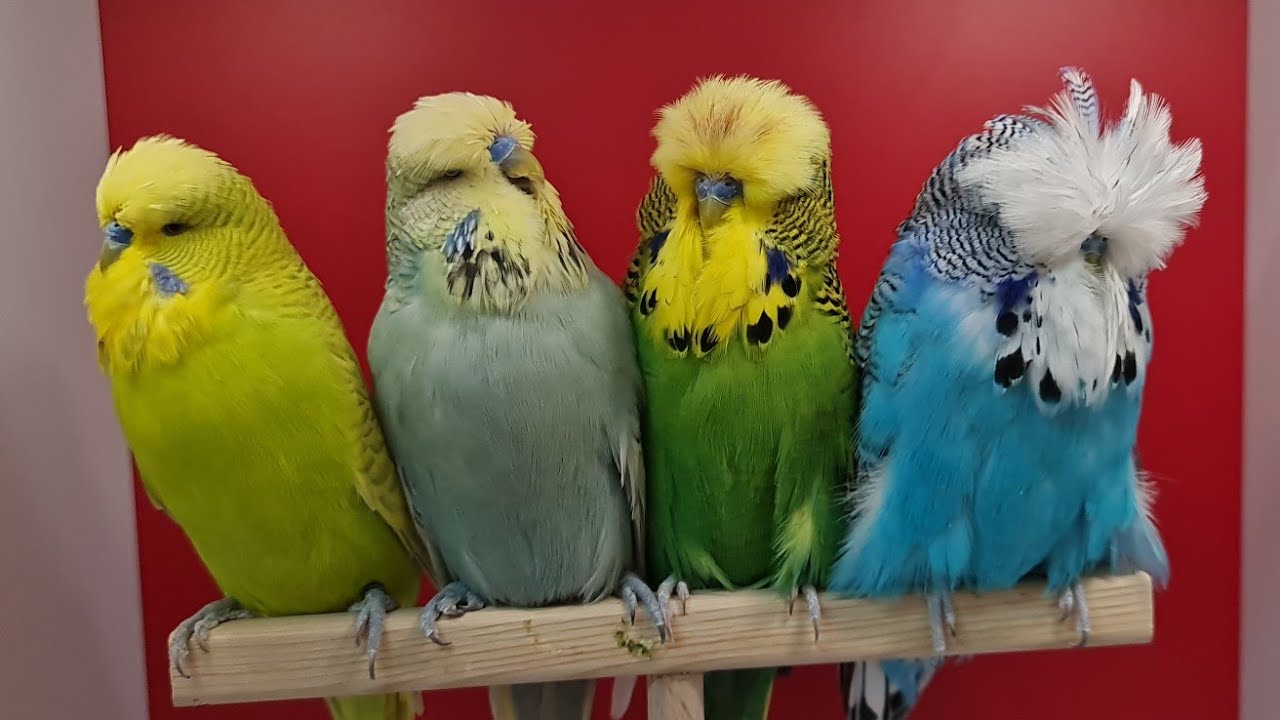 Jumbo, Show Jumbo ve Üst Vasıf Show Fizyolojik Farkları