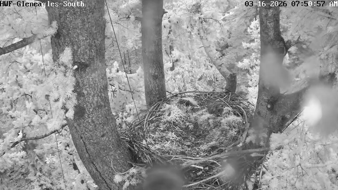 HWF-Gleneagle -S Live Stream