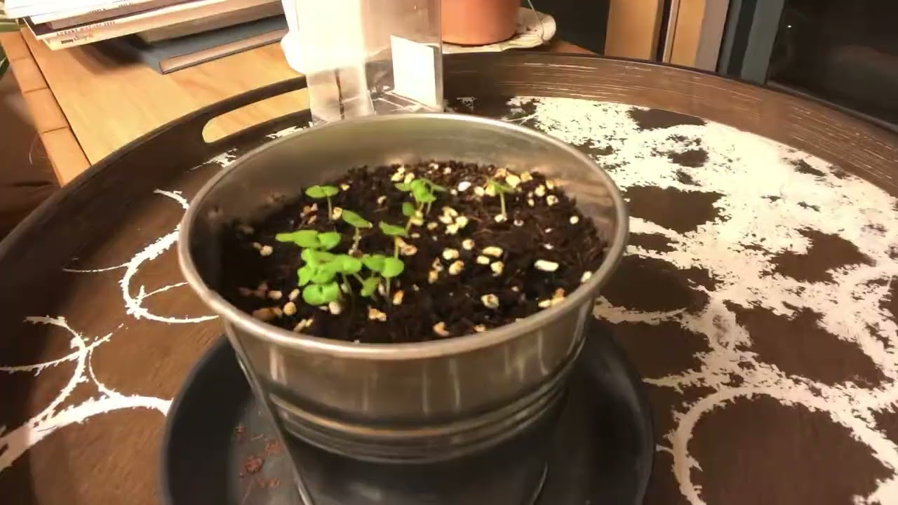 Growing Sunflower 3