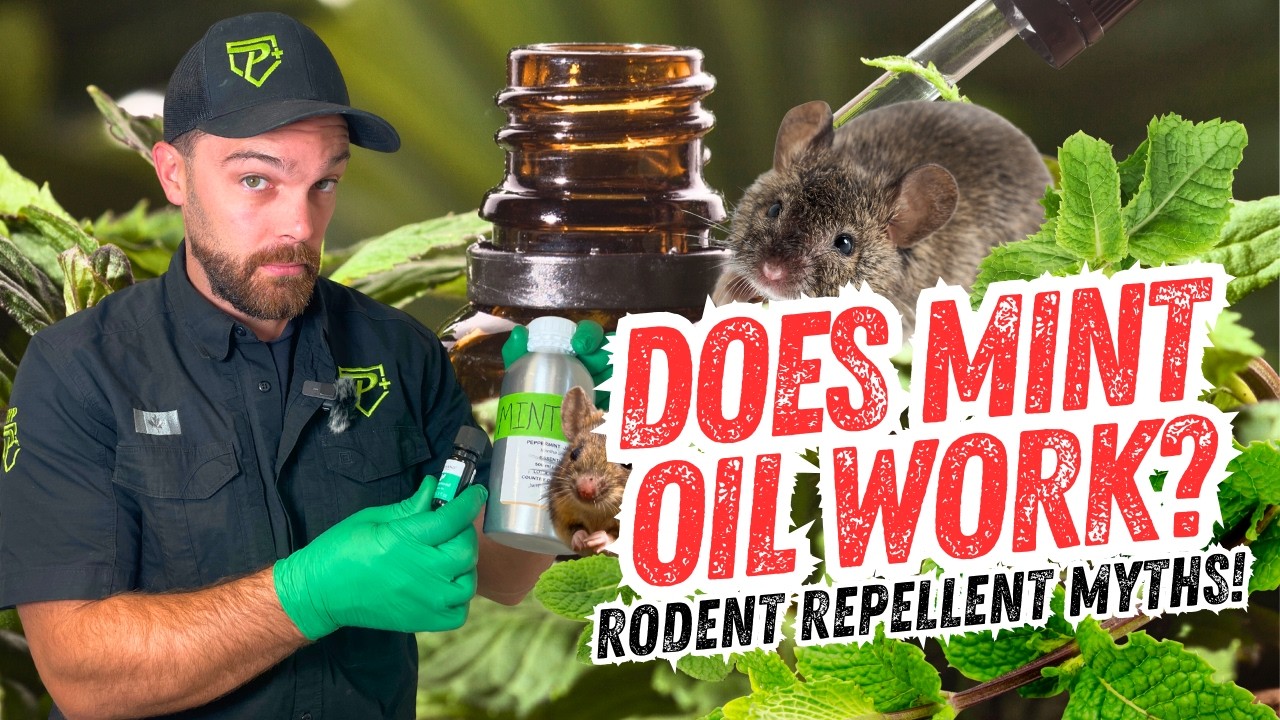 Does Peppermint Oil Get Rid of Mice & Rats?