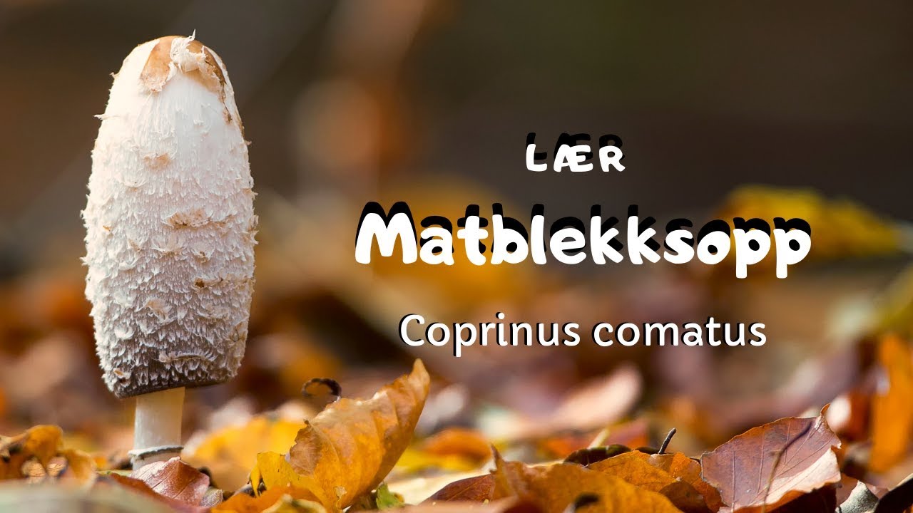 Lær matblekksopp (coprinus comatus)