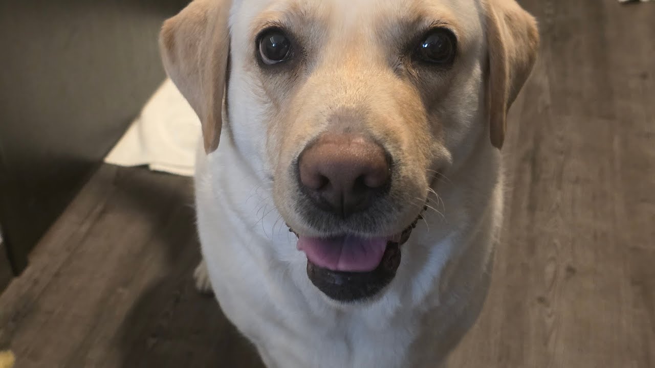I need attention- Labrador 