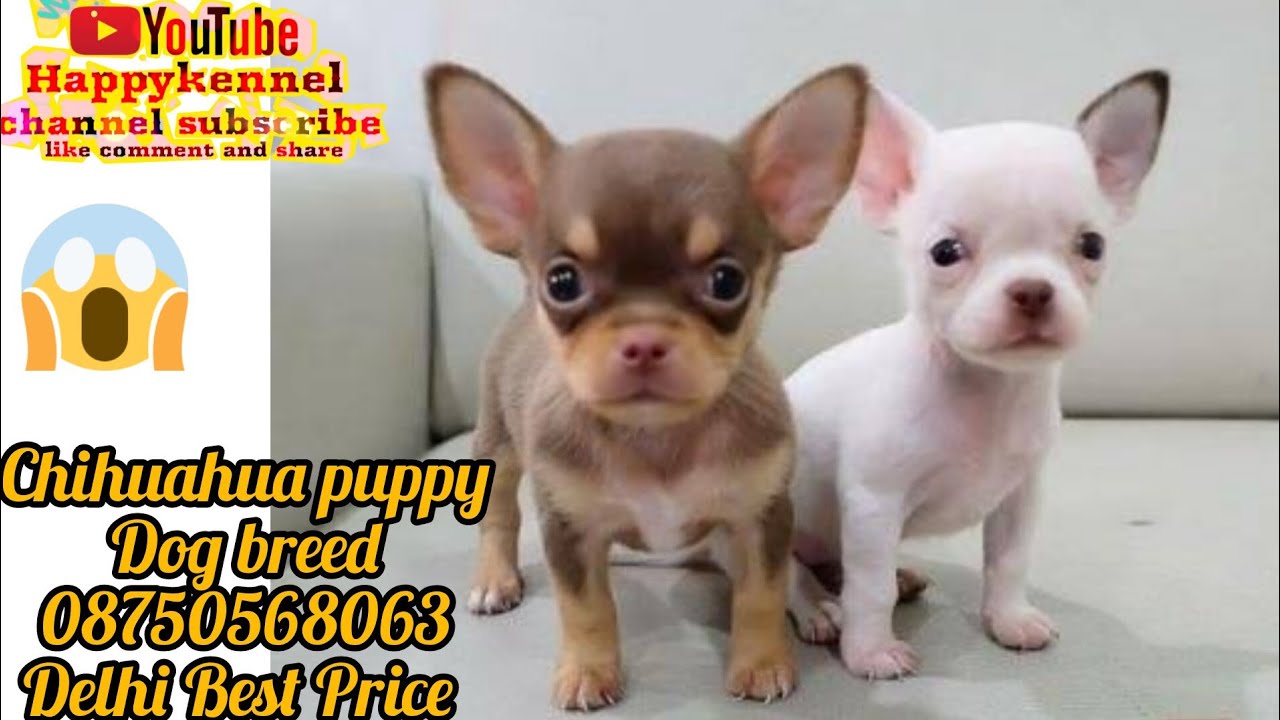 Chihuahua small size dog breed super cute health puppy price 👍 Delhi gurgaon Noida for sale good pet