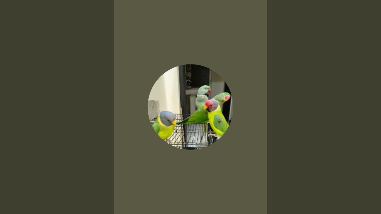 Lovely Parrots World is live