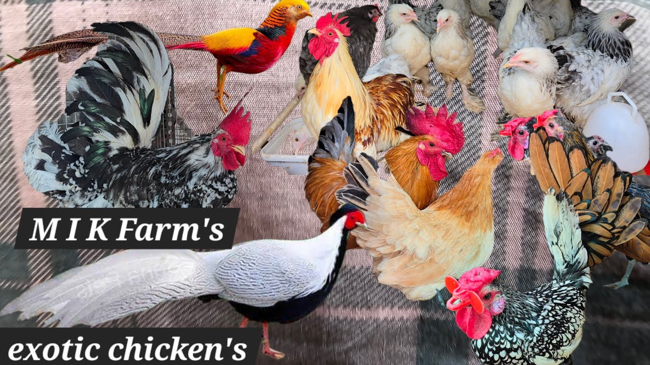 Exotic bird's available in Hyderabad at MIK farms khilwat | subrite pheasant brahma Japanese bantam