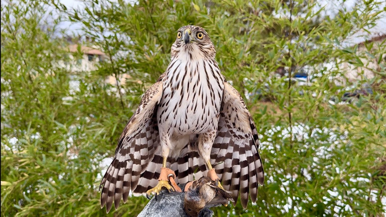 Falconry: How To Pick Your First Bird
