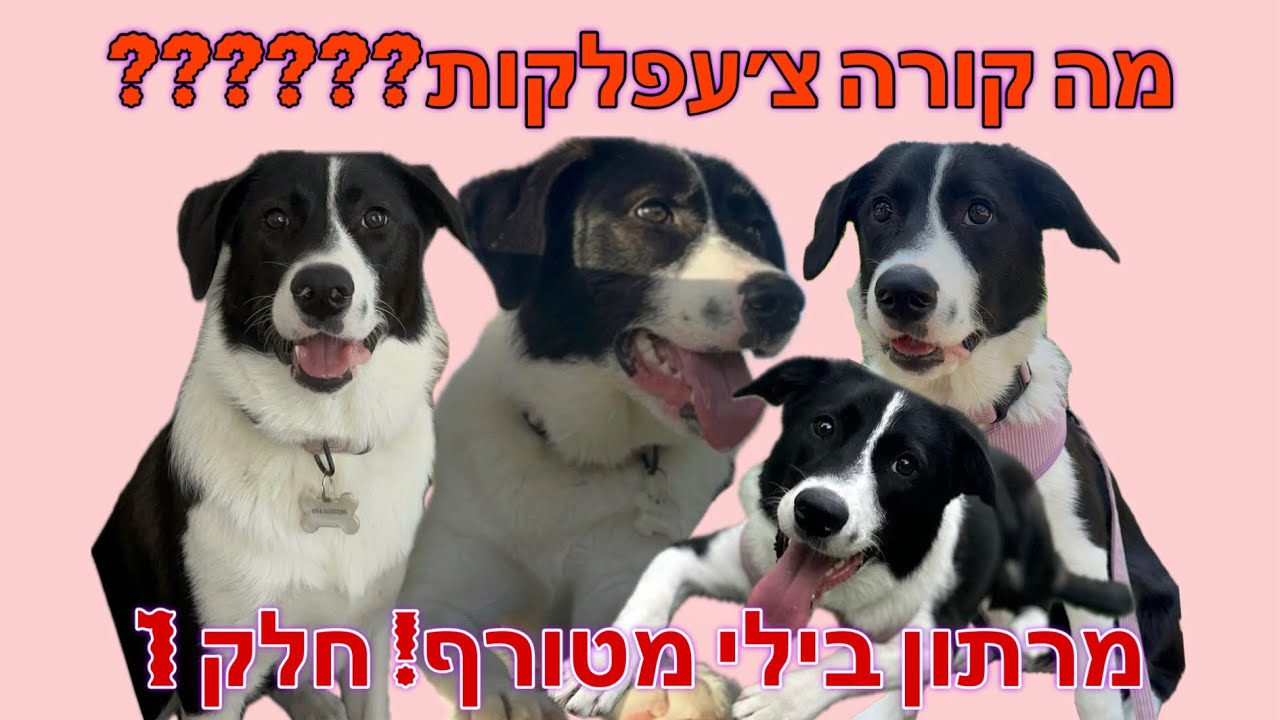 מרתון מטורף של בילי!! (וזה רק החלק הראשון!)