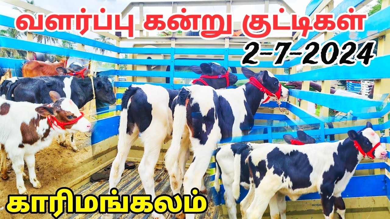 2-7-2024 வளர்ப்பு கன்று குட்டிகள் விற்பனை காரிமங்கலம் சந்தை தருமபுரி மாவட்டம் HF cow Jersey