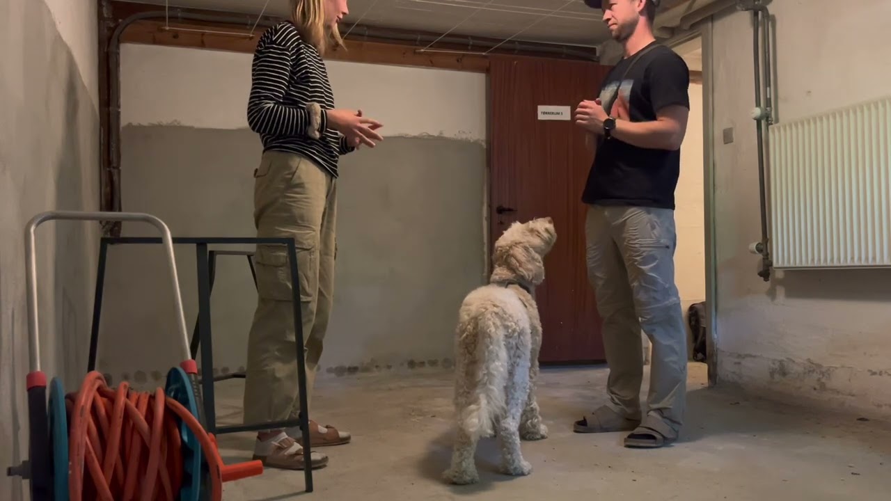 Nose Work videoeksamen - begynder team 