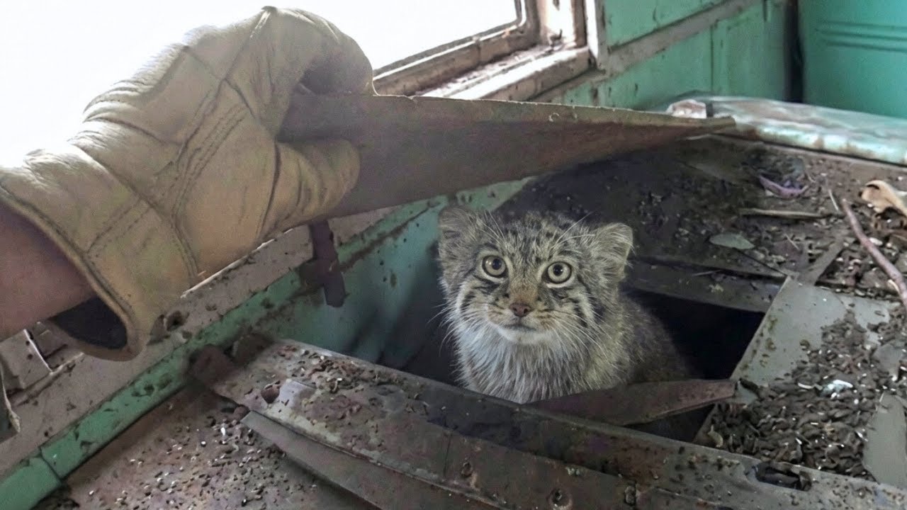 She Rescued a Baby Pallas’s Cat… But It Could Never Be Tamed