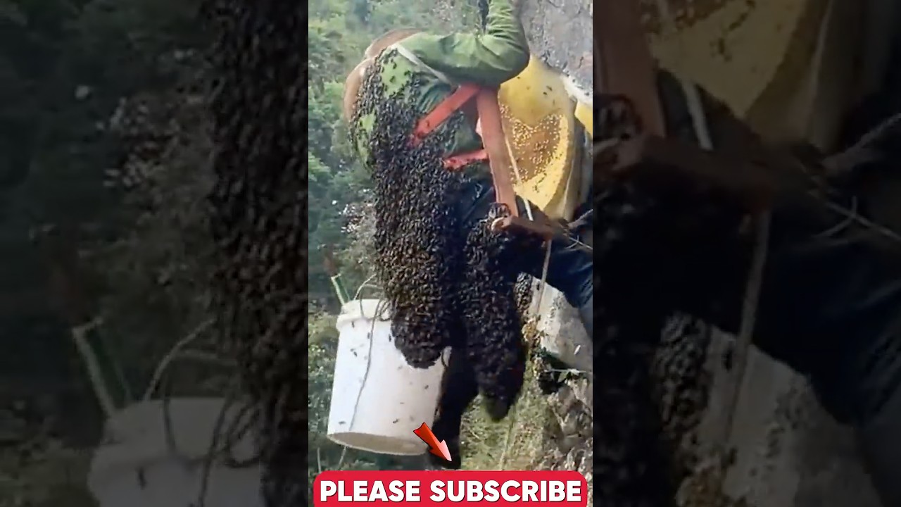 Can You Believe This Beekeeper's WILD Honey Harvest?  #harvesting #beefarming #beekeeping #wildhoney
