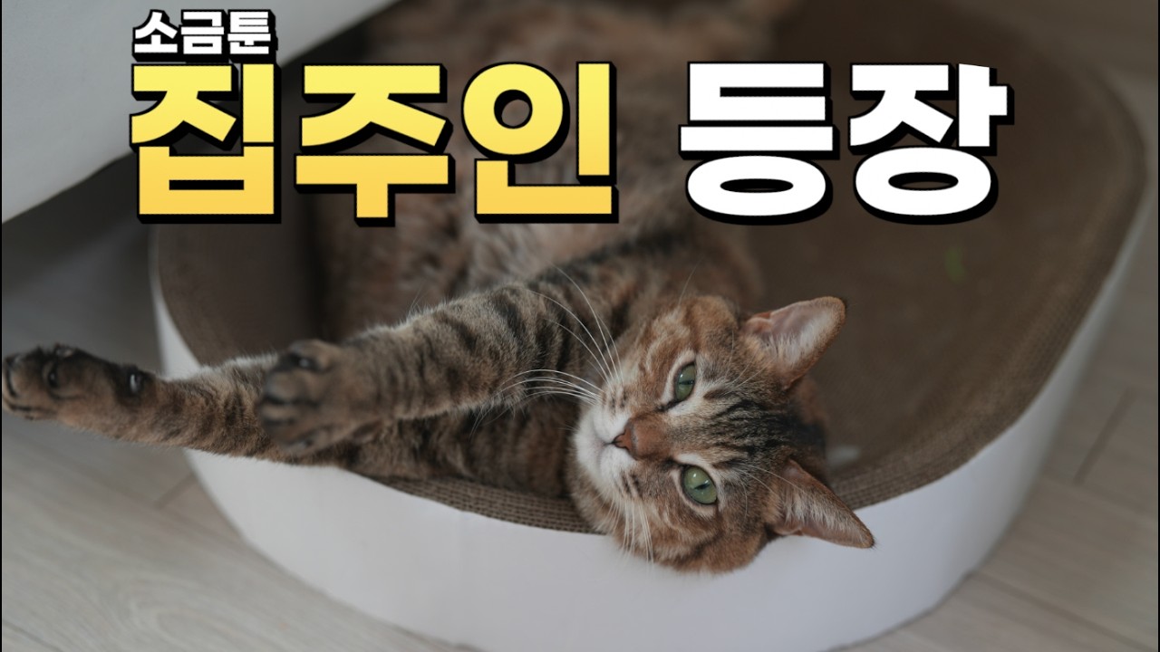 소금툰 작가의 집 긴급 점검｜고양이 흑당·소금과 함께 사는 진짜 일상