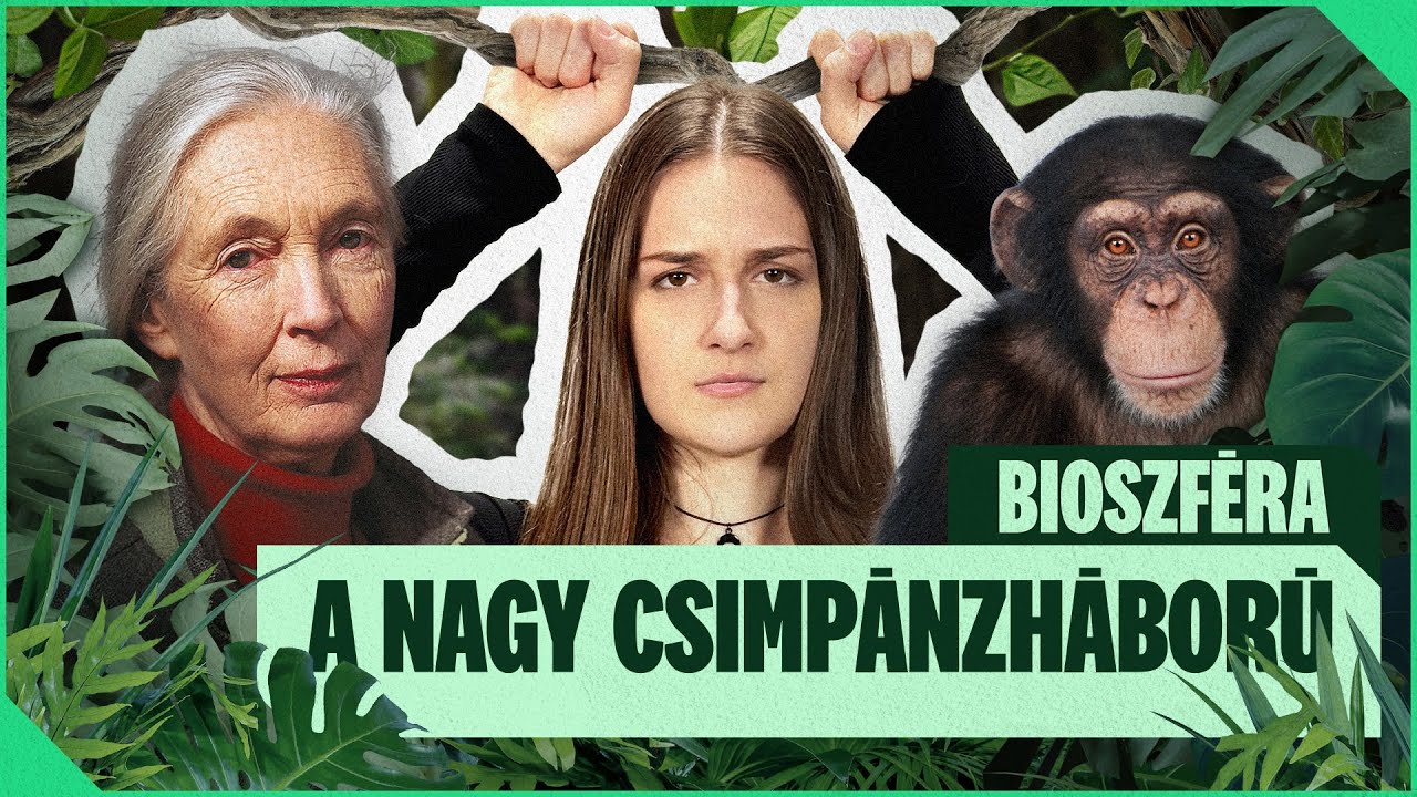 Mit üzentek nekünk A MAJMOK Jane Goodallon keresztül?