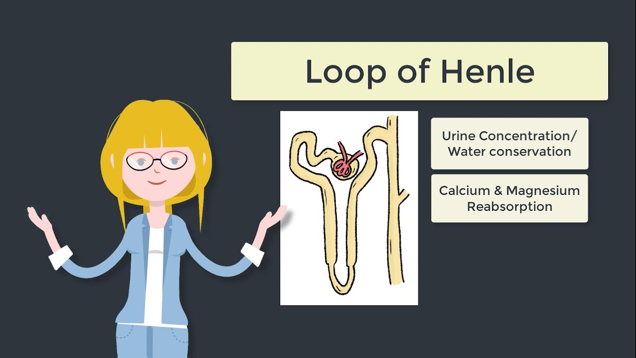 Loop of Henle Explained - Counter Current Mechanism made Easy