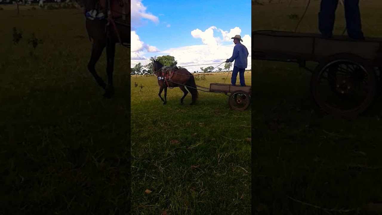Carrossa p/cavalo e moto