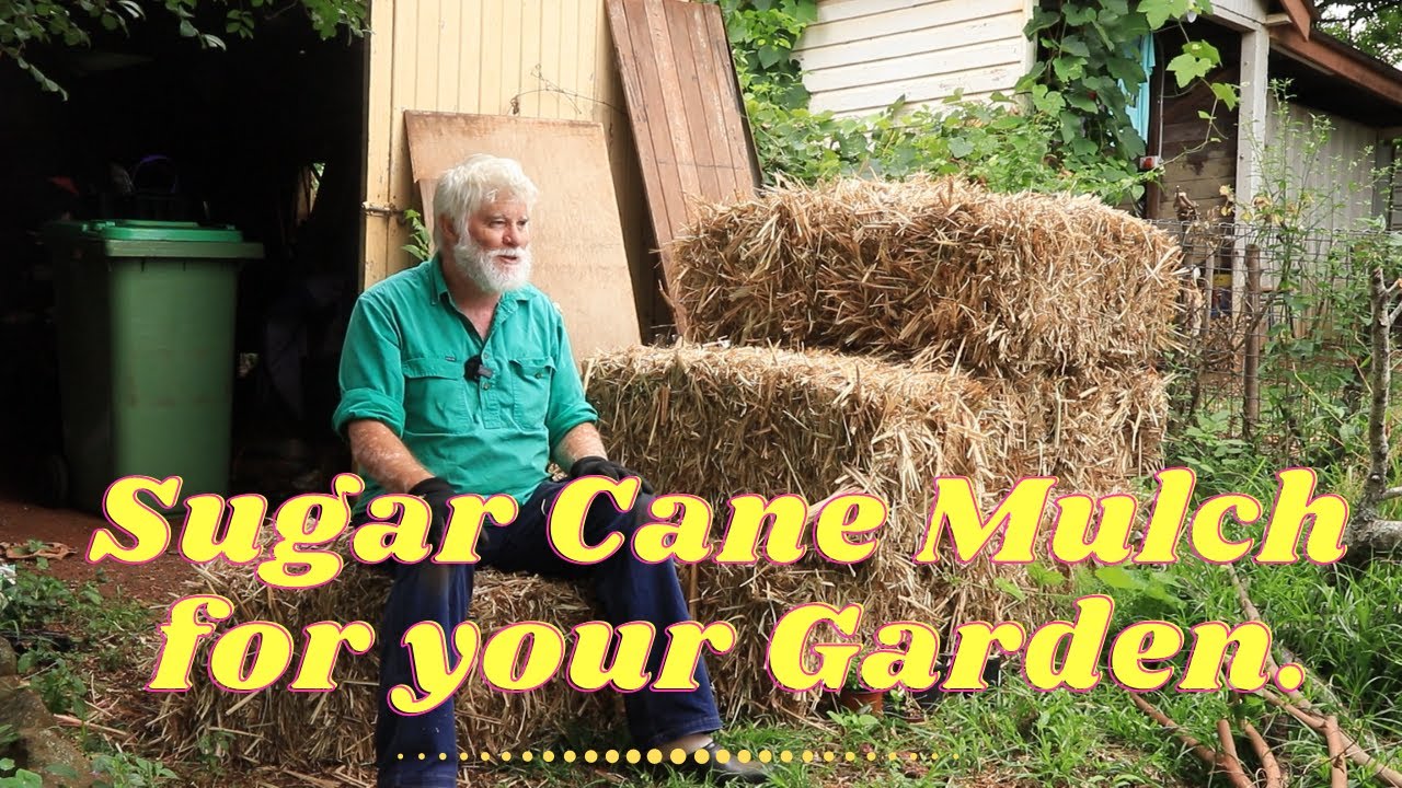 Sugar Cane Mulch and why I bought so much.