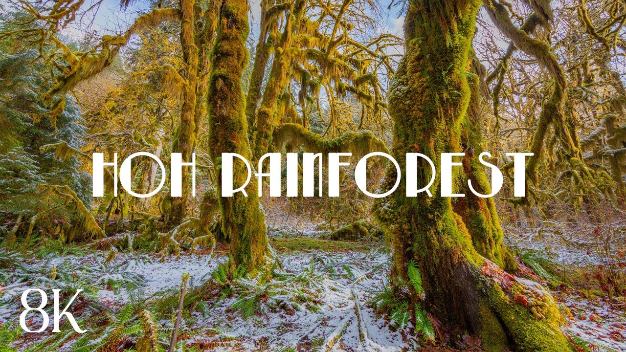 Scenic National Parks of the USA - Relaxing Slideshow of Mossy Hoh Rain Forest for 8K TVs