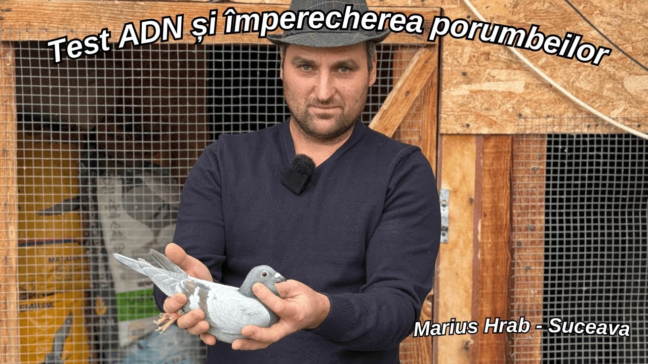 Marius Hrab a făcut test ADN pentru a clarifica o situație delicată & împerecherea porumbeilor.