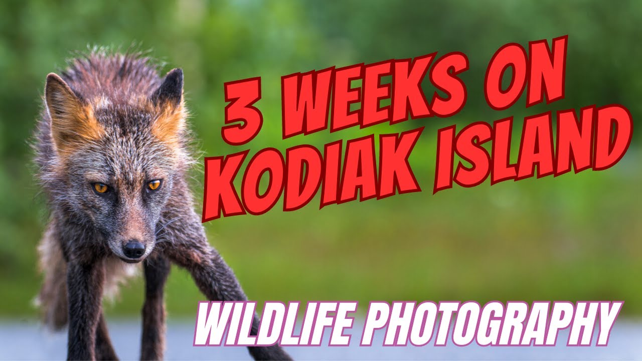 I Spent 3 Weeks Photographing the Amazing Birds and Animals on Kodiak Island.