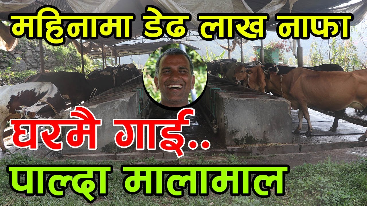 महिनाको डेढ लाख कमाउन कतै जना पर्दैन ! घरमै बसेर गाई पाल्दा हुन्छ यति धेरै फाईदा │Nepal Chitra