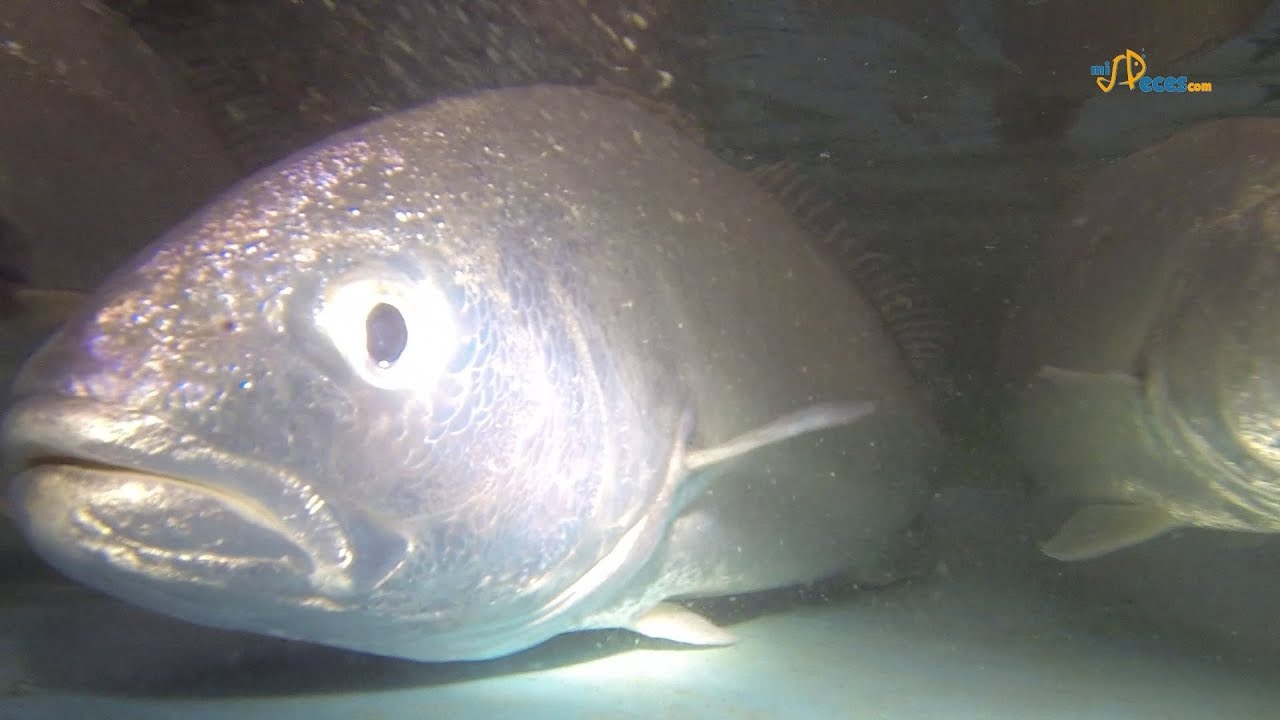 Corvina: Técnica de Inducción Hormonal