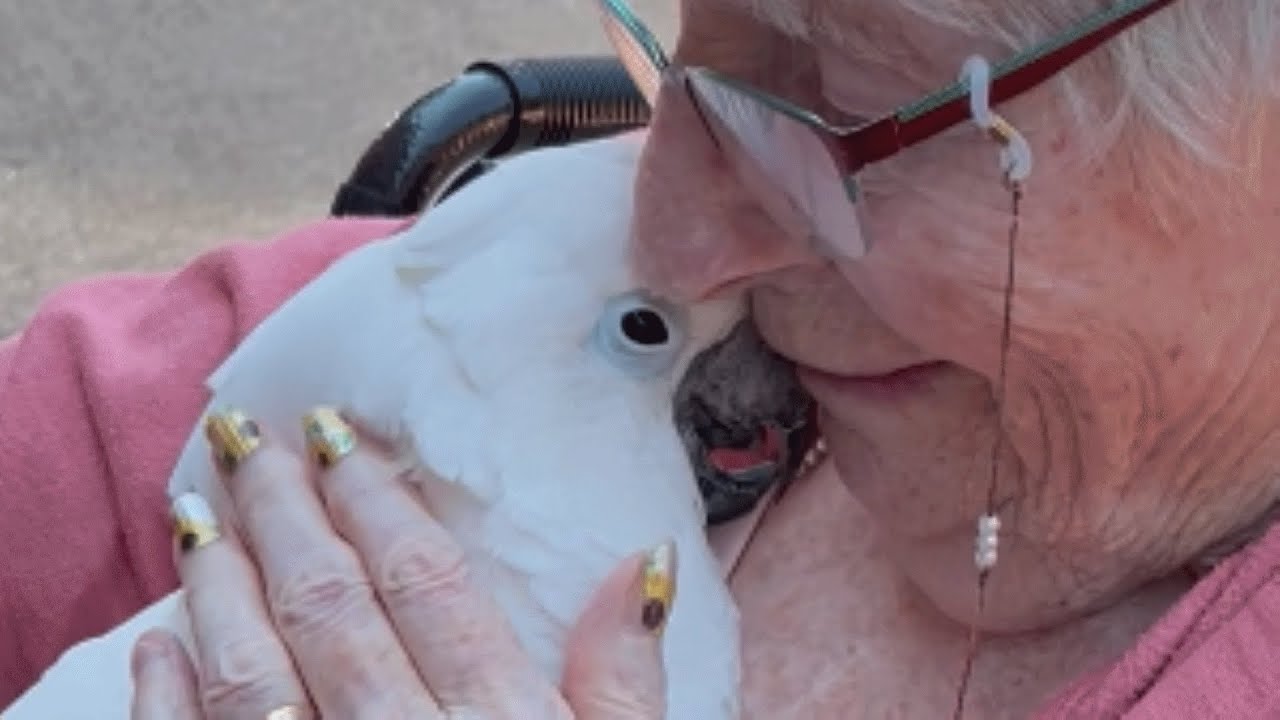 Cockatoo lost his home. A kind family has given him another chance.