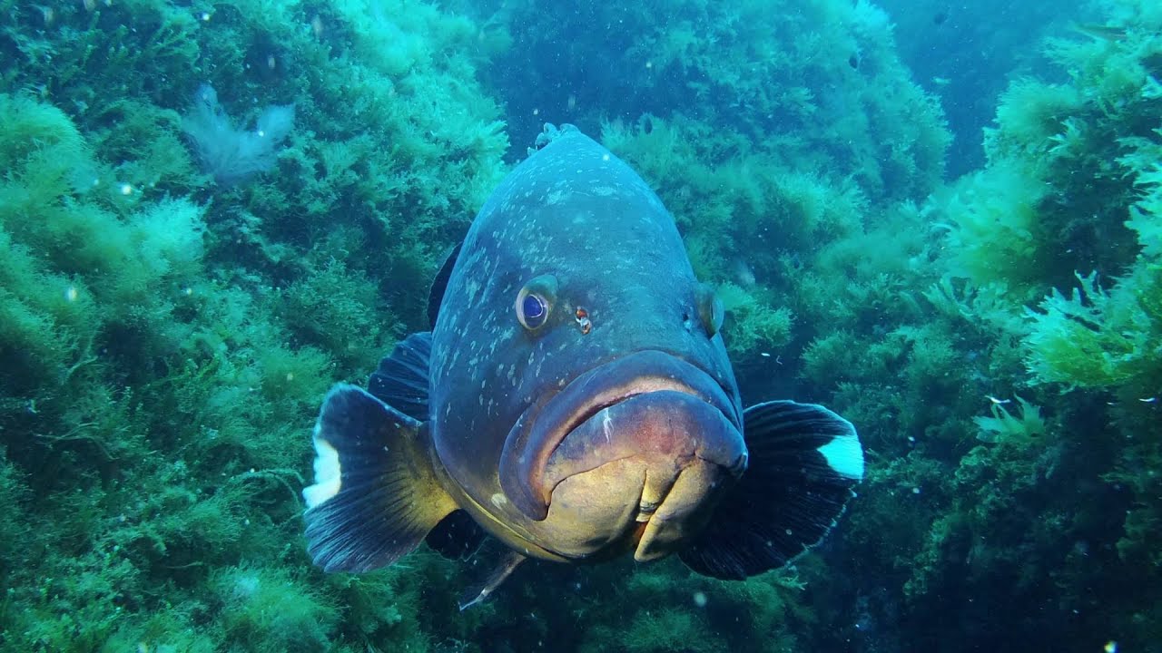 TOMBANT EST DE LA GABINIERE