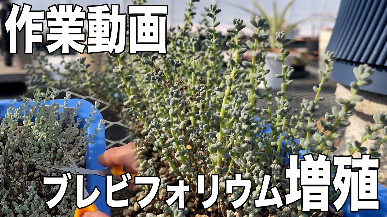 【作業動画】セダム ブレビフォリウム増殖！多肉植物を増やすためには、地道な作業が大切になります！