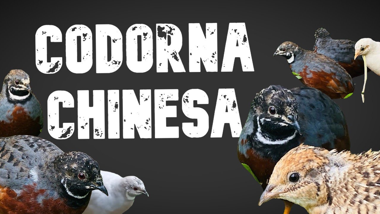 Codorna Chinesa - [elevenlabs.io]