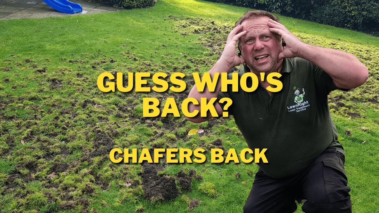 Chafer grubs still active.. in November!