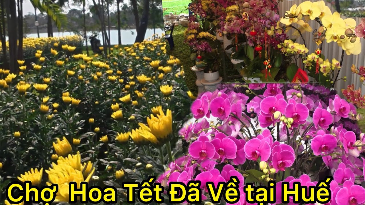 Chợ Hoa Tết Bính Ngọ Đã Về Tại Đường Lê Duẫn Huế Giá Hoa Năm Nay.VEN HUẾ 