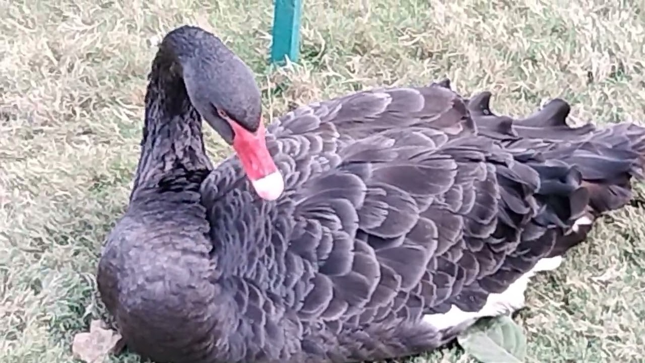 Aviary - Birds Junction, Jampore Beach, Daman