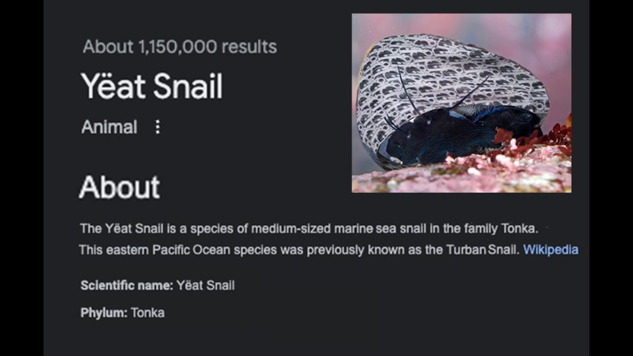 yeat snail