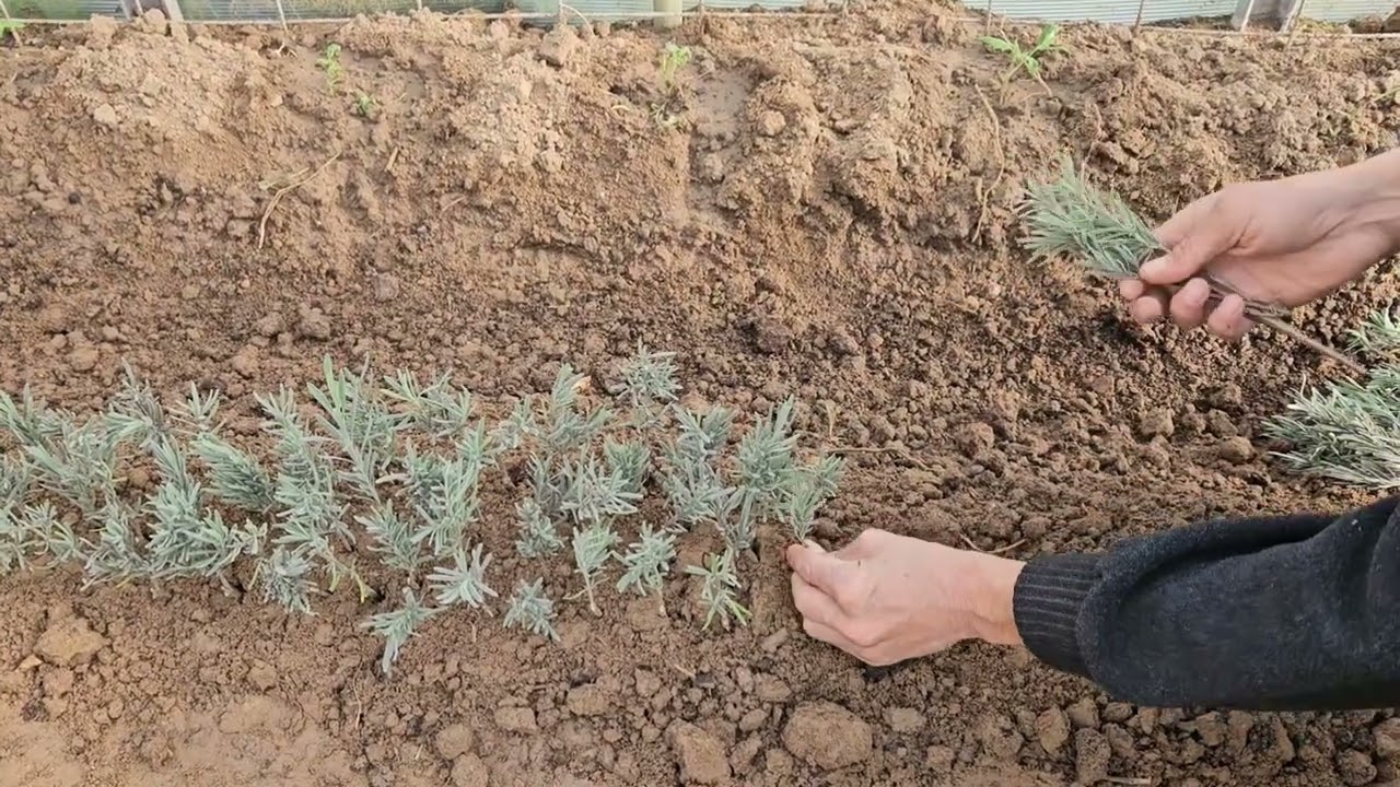 Çelik ile Lavanta Nasıl Çoğaltılır