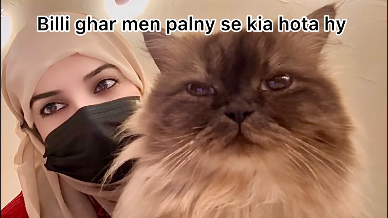 Random vlog | billi palney ke fayede 