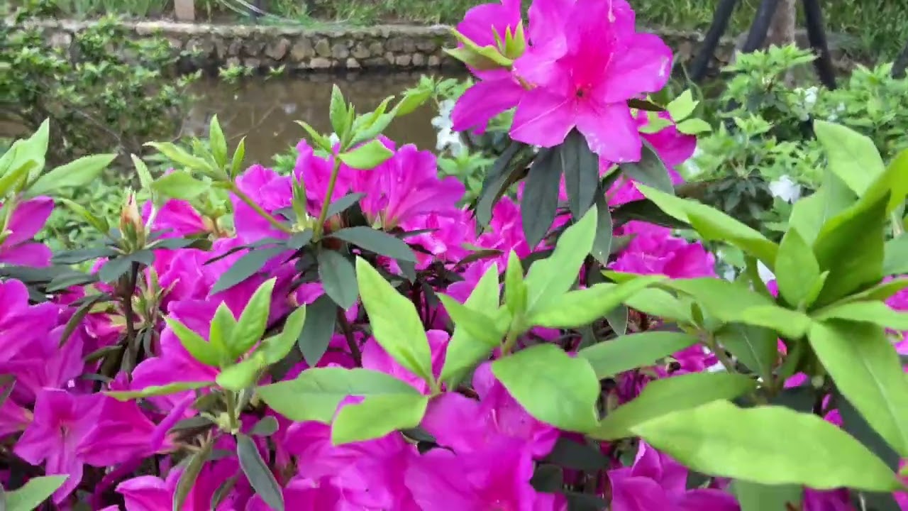 2025/3/10 iPhone 16e實拍杜鵑花，對焦很快 腳步移動時畫面較不會模糊。