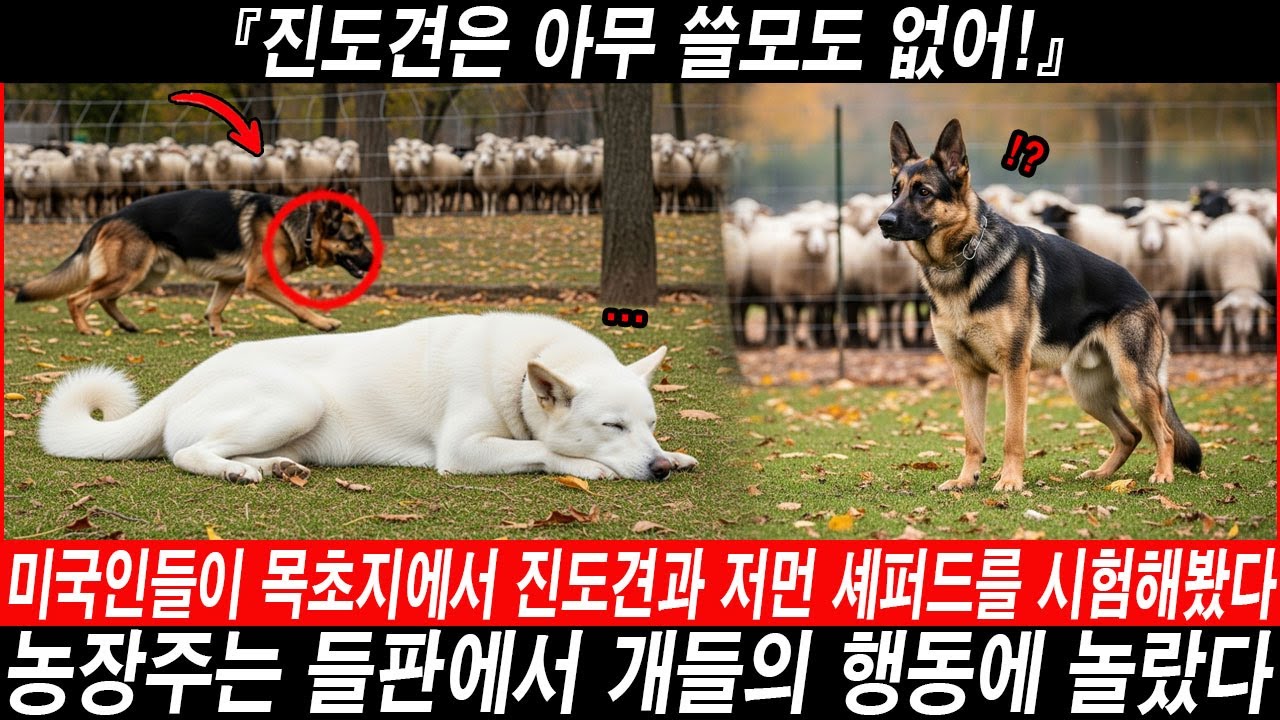 『진도견은 아무 쓸모도 없어!』 미국 목장주가 진도견과 저먼 셰퍼드를 방목 실험한 결과…[해외감동사연]  #해외반응 #외국반응 #외국인반응 #해외사연 #해외감동사연  #진돗개