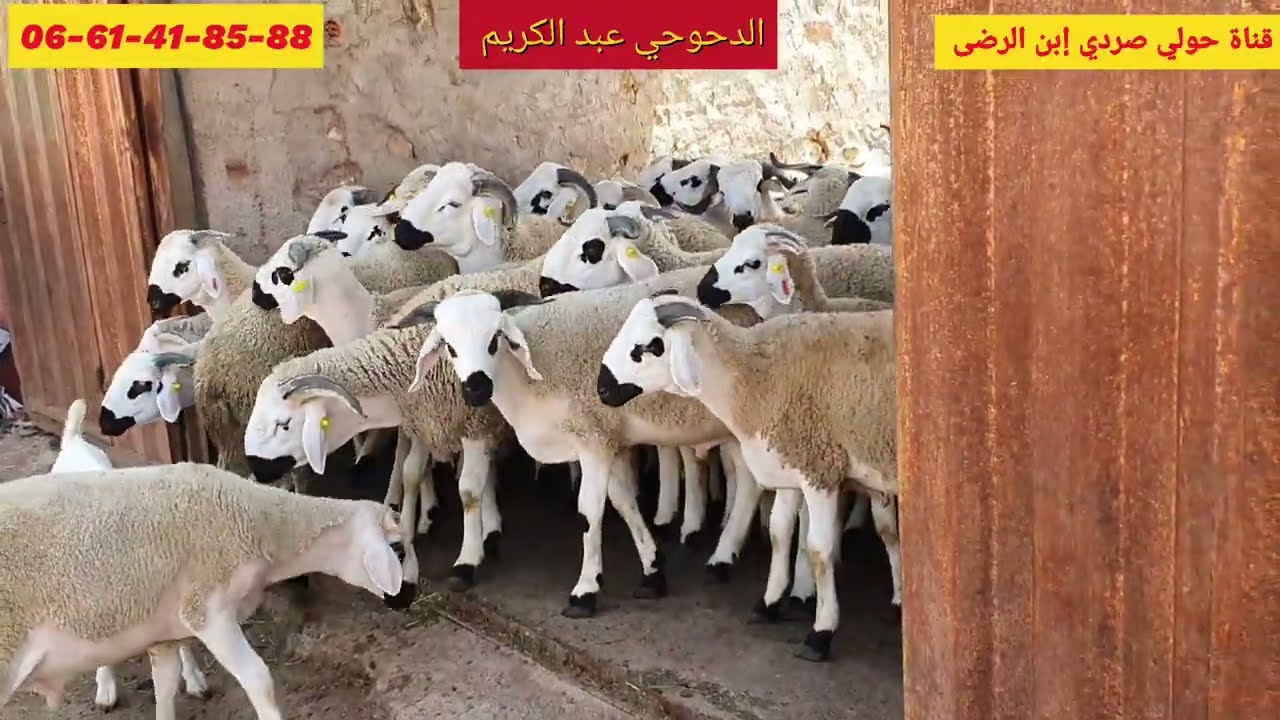 الجزء تاني أزيد من 300 حولي ضيعة إلاخوان الدحوحي تفتج أبوابها من إقتناء أضاحي العيد