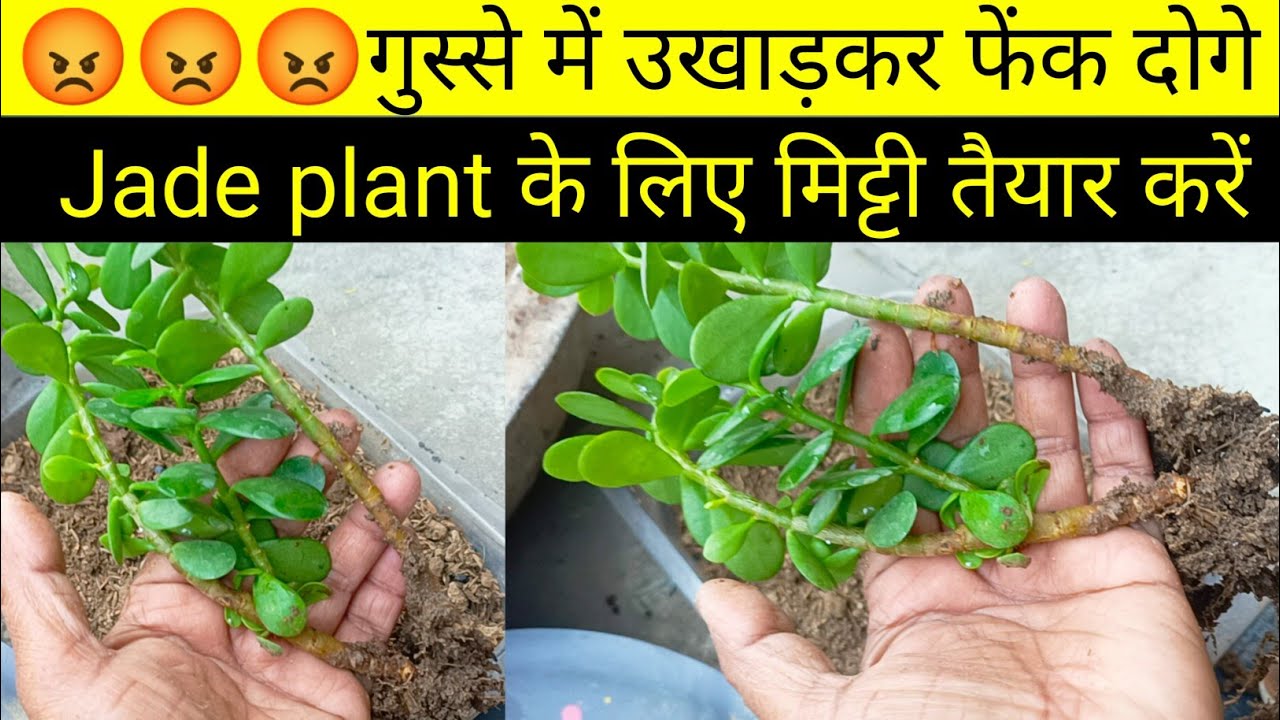 कैसे बनाएं jade plant के लिए मिट्टी और कैसे देखभाल करें/Jade plant perfect soil mixture/Lucky plant 