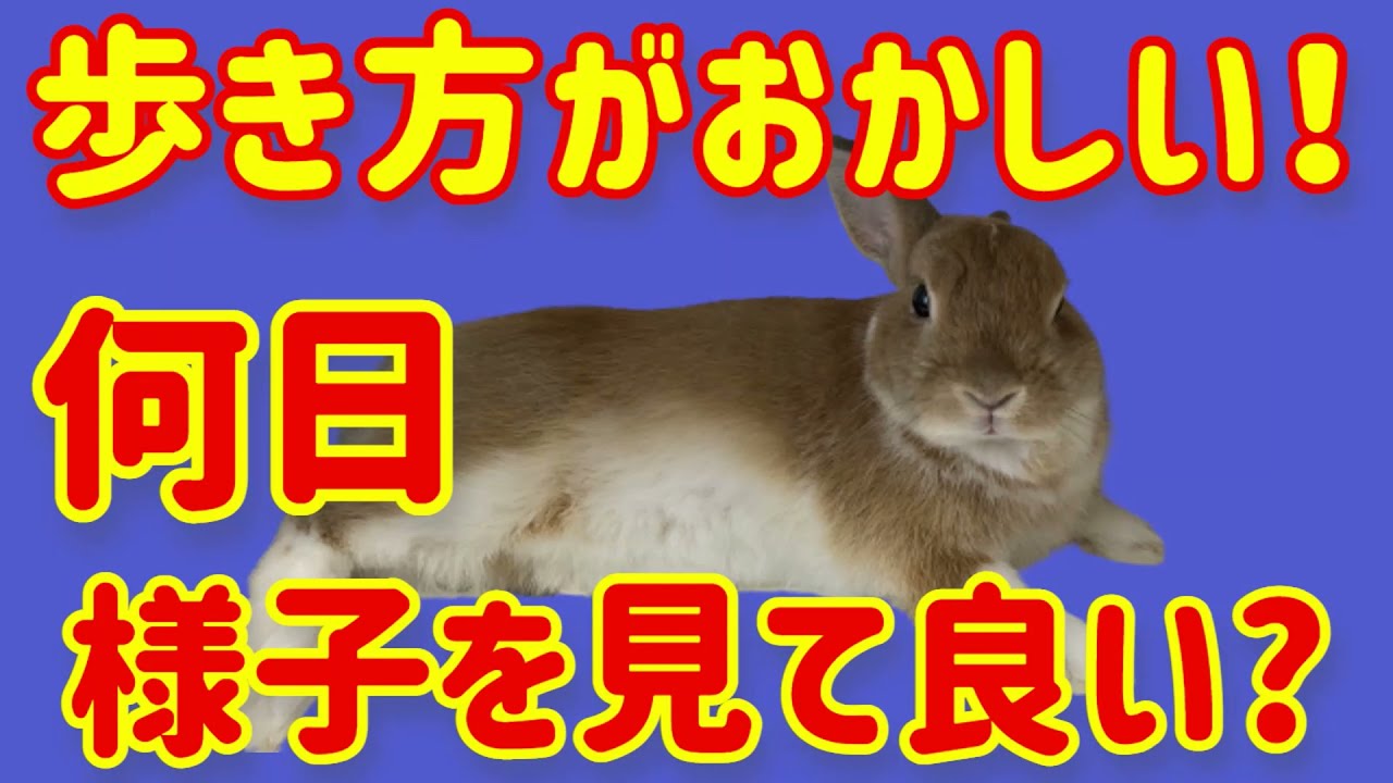 うさぎの歩き方異常【○○日様子を見たら手遅れ】#61　うさぎの病気 Vol.24