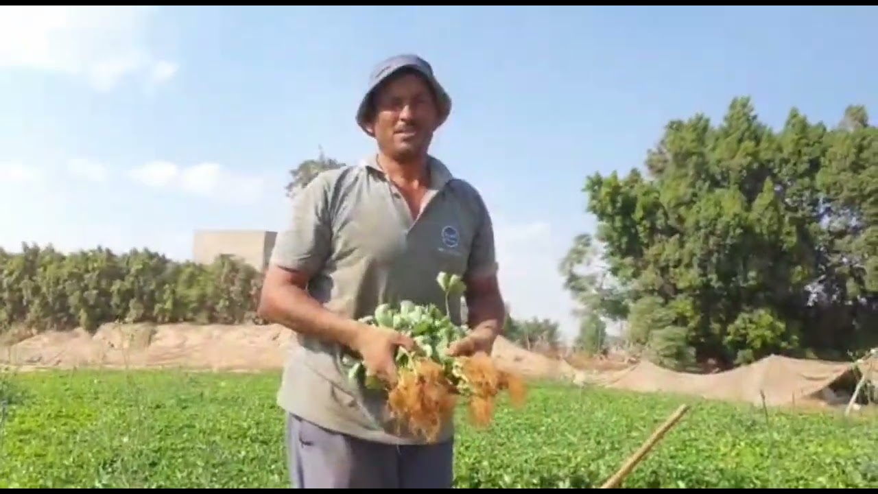 الطريقه النموذجيه لزراعه الفراوله