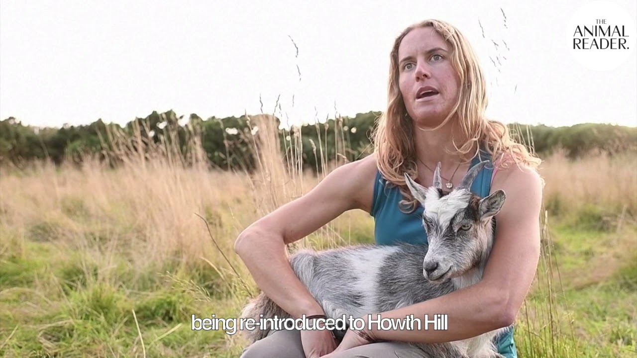 Old Irish Goats protect Dublin hills from wildfires