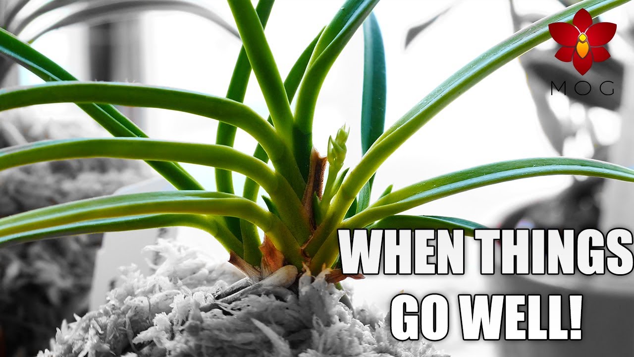 Successful Orchid Projects! - Laelias, Vanda seedlings, sick Phalaenopsis & more!