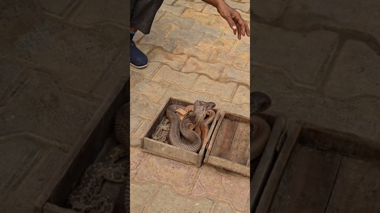 मेरे गांव में आया मदारी सांप लेकर #minivlog