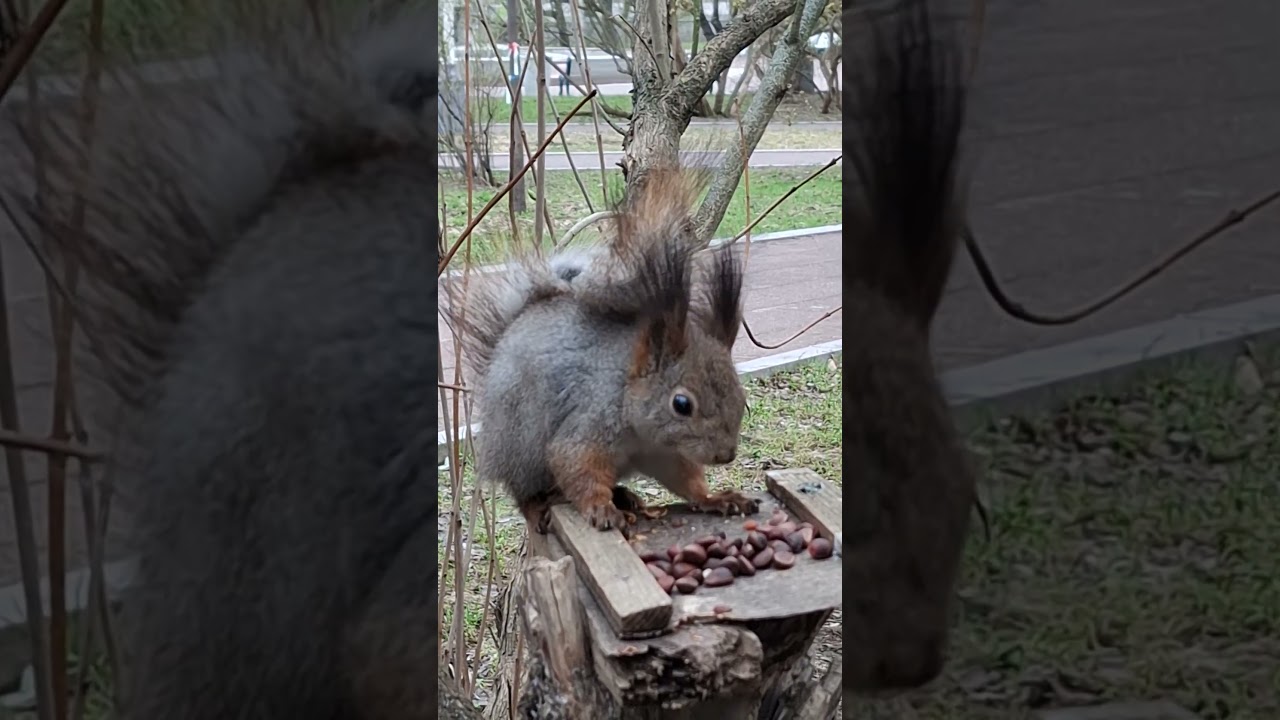 Смелая белка Лопоух / The brave squirrel Lop-ears #squirrel
