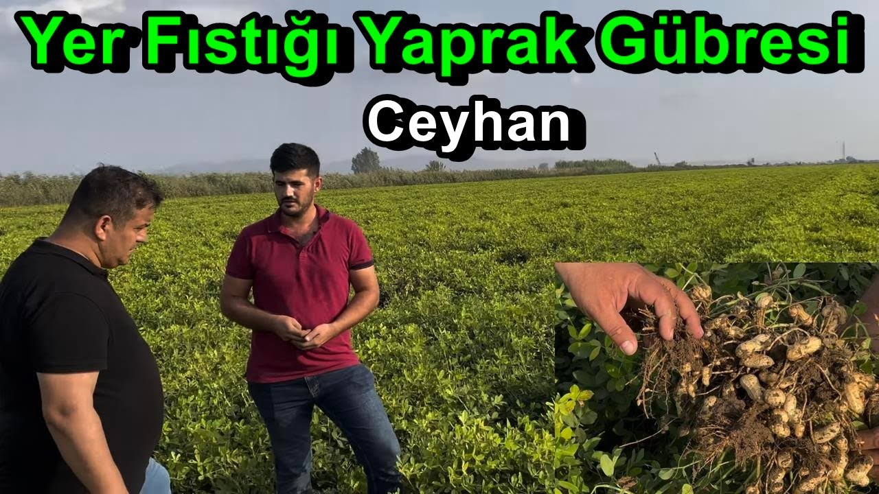 Yerfıstığında Gübreleme - Yaprak Gübresinin Ciddi Fark Yaratan Sonuçları  - Adana Ceyhan