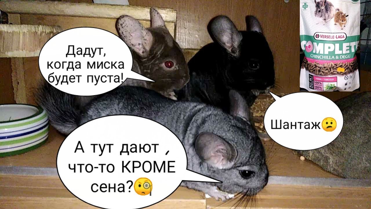 Обзор корма Versele-laga COMPLETE. Когда я кормлю шиншилл.