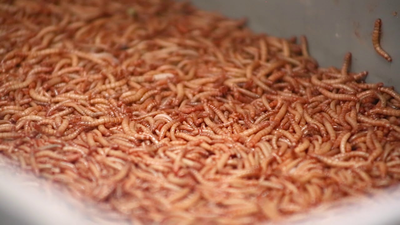 Spotlight On: Fluker's Farms - Louisiana Cricket Farm Tour! | Pelican State CU