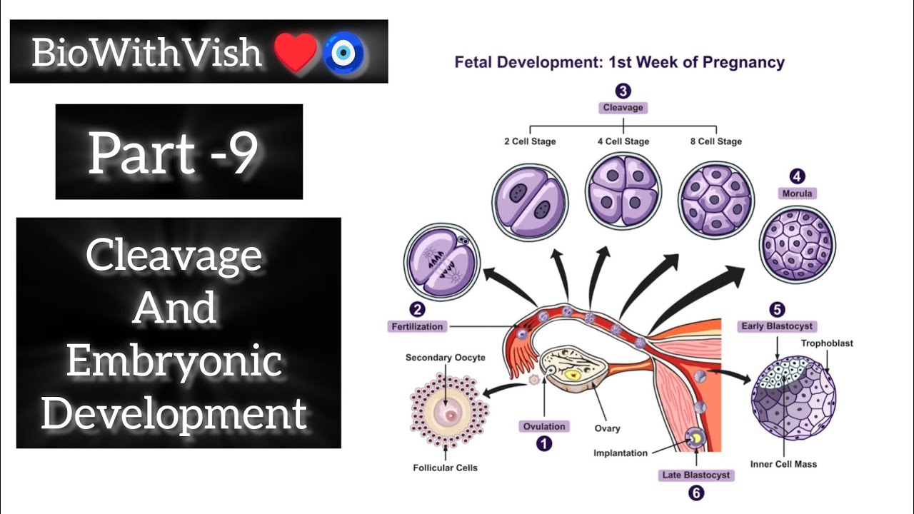 Part-9 Cleavage and embryonic development #biowithvish #12th #boards #cleavage #embryonicdevelopment