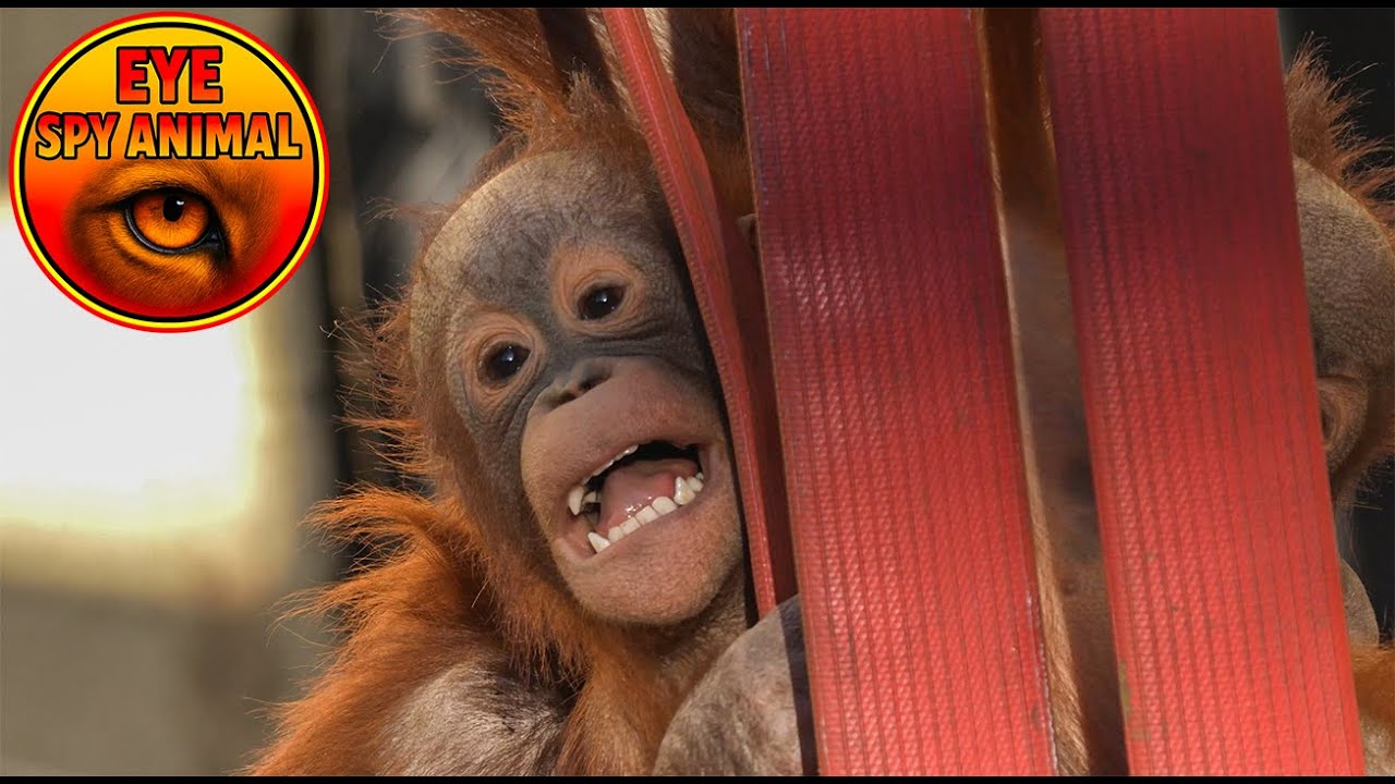 Jim and Joe The Cutest Playfight at Dudley Zoo